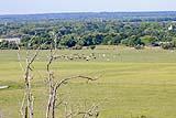 Longhorns May 2021